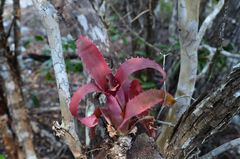 Aechmea bracteata