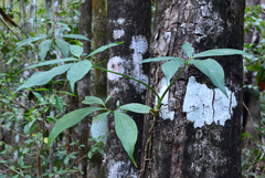 Syngonium angustatum