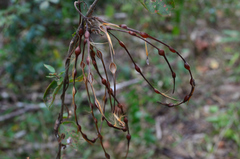 Mandevilla subsagittata
