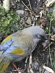 Trochalopteron elliotii