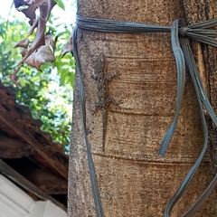 Hemidactylus leschenaultii