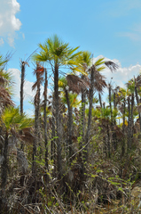 Acoelorraphe wrightii