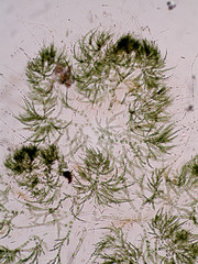 Chaetophora tuberculosa