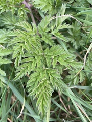 Geranium