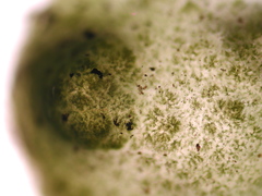 Chaetophora tuberculosa