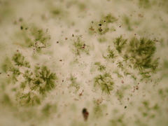 Chaetophora tuberculosa