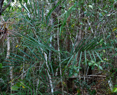 Chamaedorea seifrizii