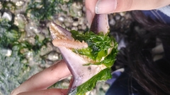 Phyllodocida