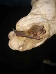 Pteronotus mesoamericanus