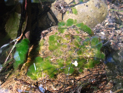 Chaetophora tuberculosa