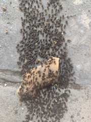 Macrotermes annandalei