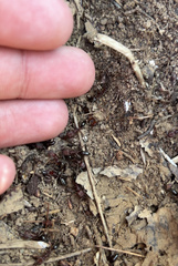 Odontomachus desertorum