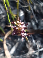 Genoplesium morrisii