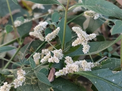 Ouret sanguinolenta