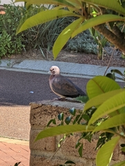Streptopelia senegalensis