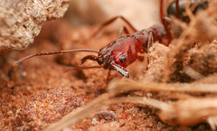 Odontomachus desertorum