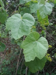 Vitis girdiana