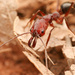 Desert Trap-jaw Ant - Photo (c) Mason S., some rights reserved (CC BY-NC), uploaded by Mason S.