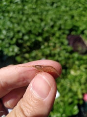 Neocaridina denticulata