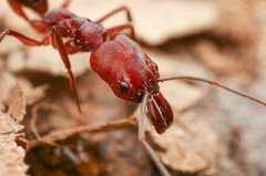 Odontomachus desertorum
