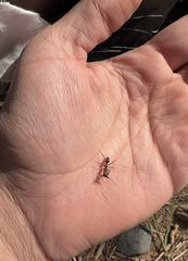 Odontomachus desertorum