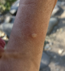 Odontomachus desertorum