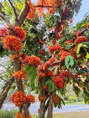 Saraca griffithiana