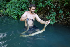 Drymarchon melanurus melanurus