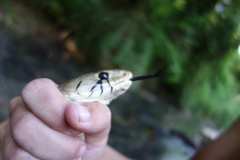 Drymarchon melanurus melanurus