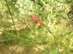 Dicliptera sexangularis