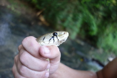 Drymarchon melanurus melanurus