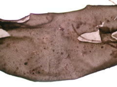 Ulva flexuosa
