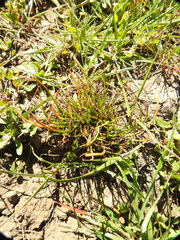 Triglochin scilloides