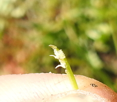 Triglochin scilloides