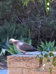 Streptopelia senegalensis