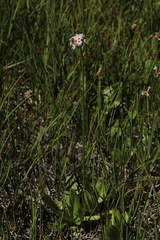 Primula auriculata
