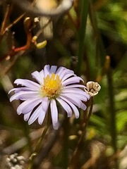 Brachyscome graminea
