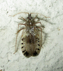 Holoptilus nebulosus