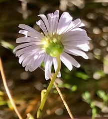 Brachyscome graminea