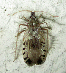 Holoptilus nebulosus