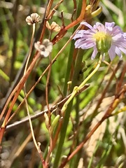 Brachyscome graminea