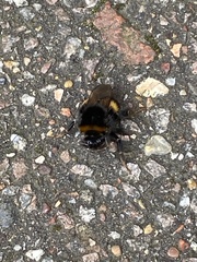 Bombus terrestris audax