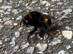 Bombus terrestris audax