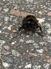 Bombus terrestris audax