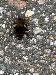 Bombus terrestris audax