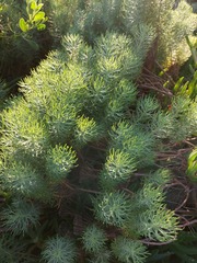 Athanasiinae