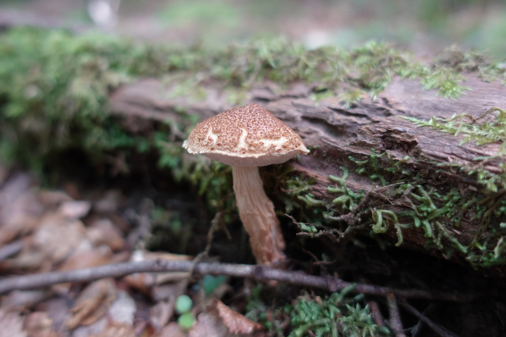 Austroboletus novae-zelandiae from Masterton District, Wellington, New ...