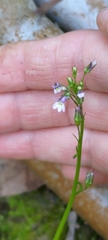 Lobelia cliffortiana