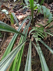 Calanthe davidii