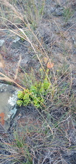 Kalanchoe rotundifolia